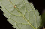 Heartleaf hedgenettle